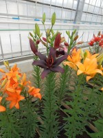 [4083 Black Charm VZ No101.JPG]